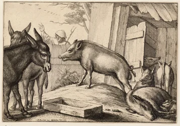 Cerdos y burros
